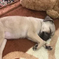 فروش توله سگ پاگ