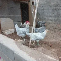 جوجه گلین/تخم مرغ گلین/گلین طوسی/جوجه/مرغ خروس|حیوانات مزرعه|ساوه, |دیوار