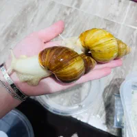 حلزون سالم و بزرگ