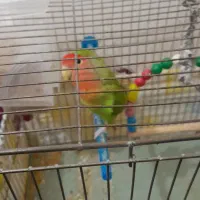 طوطی برزیلی|پرنده|سقز, |دیوار