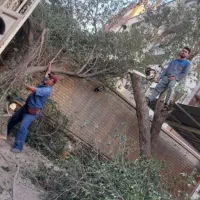 بریدن نخل قطع درخت هرس نخل سمپاشی نخل استاد نخل