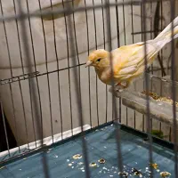 دوعددقناری نر یک دونه سره قناری نر|پرنده|اسلامشهر, صادقیه|دیوار