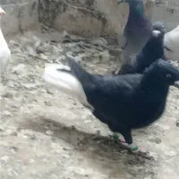 کفتر زاغ دمسفید|پرنده|مشهد, خواجه ربیع|دیوار