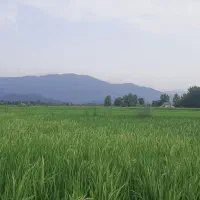 فروش زمین کشاورزی  فوری|فروش دفتر صنعتی، کشاورزی، تجاری|لاهیجان, لیالستان|دیوار