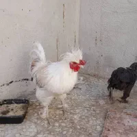 خروس سالم و بی نظیر