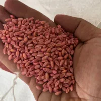 توزیع بذر گندم اصلاح شده|خدمات باغبانی و درختکاری|رزن, |دیوار