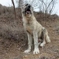 توله خراسانی