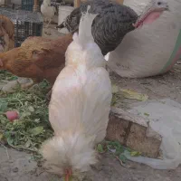 خروس گلین|حیوانات مزرعه|تهران, مینای شمالی (مخبر)|دیوار