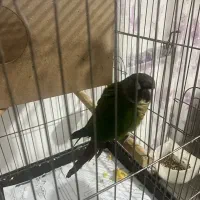 طوطی گرینجیگ|پرنده|تهران, شهرک صادقیه|دیوار