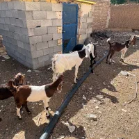 سه عدد بز پاکستانی اصیل به همراه ۲ عدد بزغاله