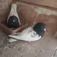 کبوتر کله سیاه بازی دار