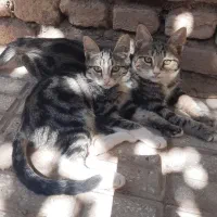 گربه نر سالم  آروم  دستی  واگذار میشه