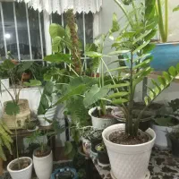 انواع گلهای زیبا|گل و گیاه طبیعی|شاهرود, |دیوار