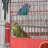 فروش مرغ عشق|پرنده|فیروزآباد (فارس), |دیوار