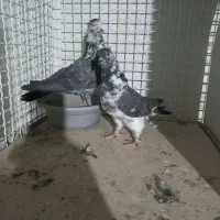 تهرانی|پرنده|بشاریات, |دیوار