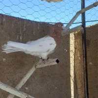 نر کله ای|پرنده|بروجرد, |دیوار