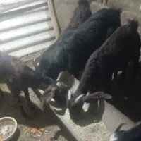 بز بزغاله|حیوانات مزرعه|سیدآباد, |دیوار