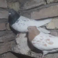 کفتر شامی ،سینه سیاه، ساده،