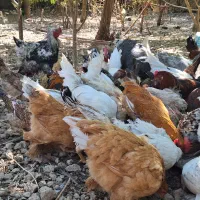 مرغ و خروس قوغاز بوقلمون|حیوانات مزرعه|سیسخت, |دیوار