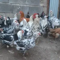 خرید وفروش مرغ خروس  قاز. اوردک. بوقلمون
