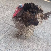 2عدد بوقلمون محلی اصل نر وماده