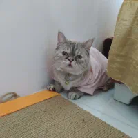 گربه میکس پرشین اسکاتیش|گربه|نیشابور, شهرک پردیس|دیوار