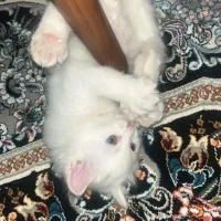 واگذاری گربه|گربه|مشکیندشت, |دیوار