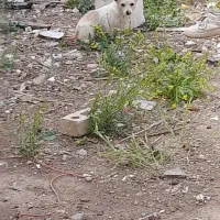 سگ پاکوتاه