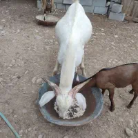 نری|حیوانات مزرعه|قلعه قاضی, |دیوار