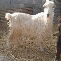 بز و بره چاق