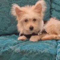 توله اشپیتز پامر