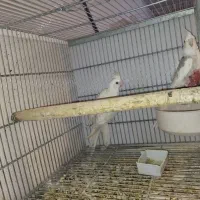 عروس هلندی بهمراه جوجه|پرنده|خمینیشهر, |دیوار