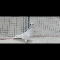 سرک طوق سفید کله سفید دمسفید طاووسی چپ سرور|پرنده|فسا, |دیوار