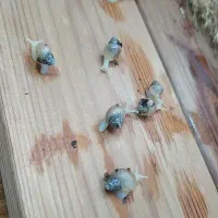 حلزون|خزنده|تهران, یافتآباد|دیوار