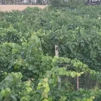 سرکه و ابغوره انگور قرمز خانگی|خوردنی و آشامیدنی|تهران, تختی|دیوار