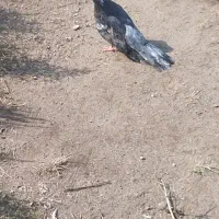 کبوتر