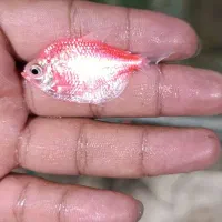 گلوفیش.  گوپی.  انواع ماهیان زینتی|ماهی|شیراز, زند|دیوار