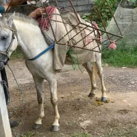 اسب سواری و باری