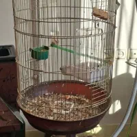 طوطی برزیلی ماده همراه قفس|پرنده|تهران, پرستار|دیوار