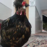 تعدادی مرغ و خروس لهستانی سلطان بفروش می رسد|حیوانات مزرعه|قم, آذر (نکویی)|دیوار
