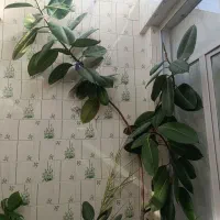 گل آپارتمانی  فیکوس