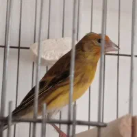 سهره قناری سرخ|پرنده|شیراز, شهرک مهدی‌آباد|دیوار