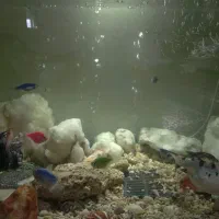 آکواریوم|ماهی|نیاسر, |دیوار