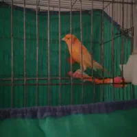 قناری نرسرخ مست مست