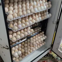 دستگاه جوجه کشی 504 تای هدایت