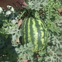 فروش هندوانه گرد ناسکو