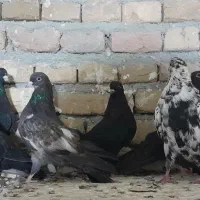 فروش کبوتر|پرنده|نوشین شهر, |دیوار