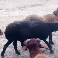 افشار قوچ خوره تازگی