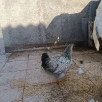 مرغ هفت ماهه آماده تخم گذاری