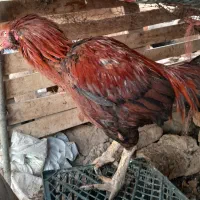 مرغ وخروس لاری